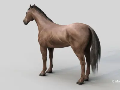 Horse PRO - Dark Brown 3D model