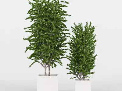 Eucalyptus two potted plants 3D model