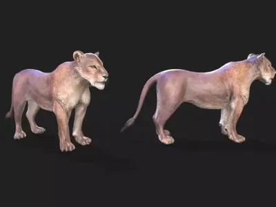 Lioness animations Low-poly 3D model