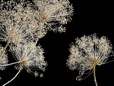 Bouquets Of Dried Heracleum Flowers And Decor 3D model