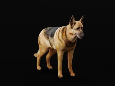 German Shepherd Dog Breed 3D model