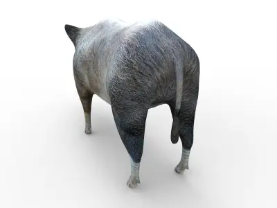  Wild Boar Rigged and Animated 3D Models Low-poly 3D model