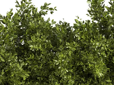 Outdoor Plants Tree in Concrete Box 02 3D model