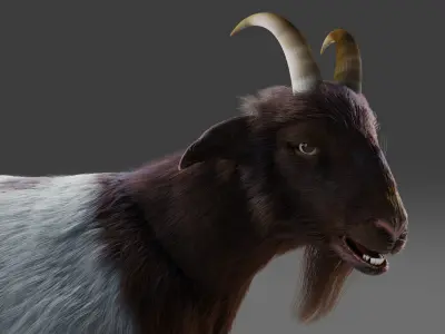 Fur Goat 03 Rigged in Blender Low-poly 3D model