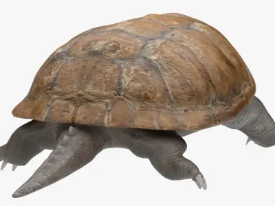 Pond Slider Turtle 3D model