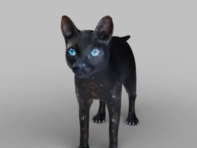 Cat Black Rigged in Blender Low-poly 3D model
