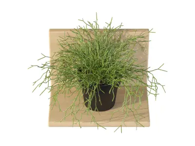 Rhipsalis baccifera 01 3D model