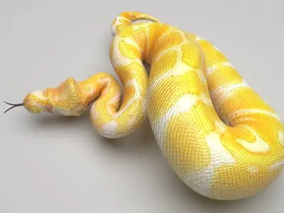 Albino Ball Python Snake 3D model