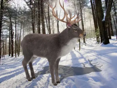 Fur Gray stag Deer NO RIG Low-poly 3D model