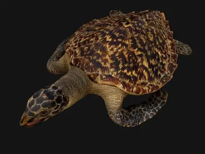 Turtle Low-poly 3D model