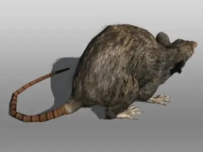 Rat animal Low-poly 3D model