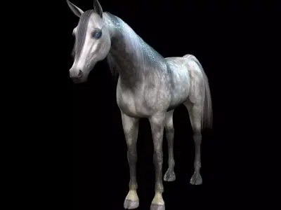 ARABIAN HORSE PUREBLOOD WILD WORLD PONY 1 Low-poly 3D model