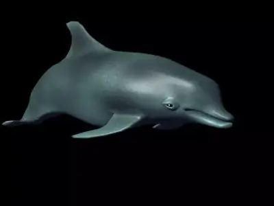 dolphin Low-poly 3D model