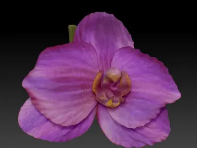 orchid flowers set 3D print model