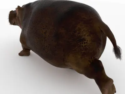Hippopotamus - 3D model