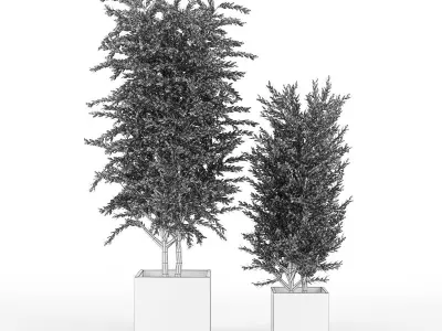Eucalyptus two potted plants 3D model