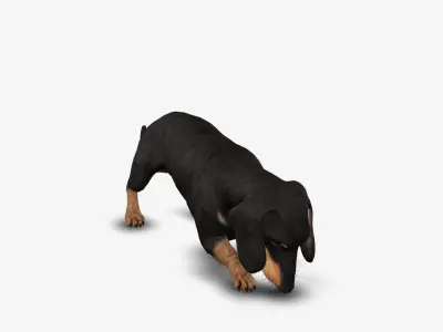 Dog Dachshund Low-poly 3D model