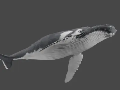 Humpback Whale  3D model