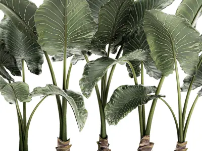 Alocasia in a white flowerpot for decor and interior design 511 3D model