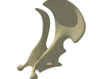 Camel Animal Pelvis  3D model