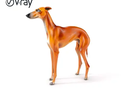 Realistic Greyhound Model Pack for D Rendering Low-poly 3D model