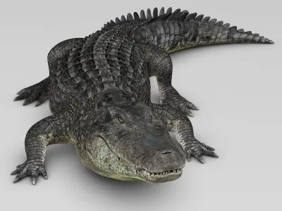 Alligator 3D model