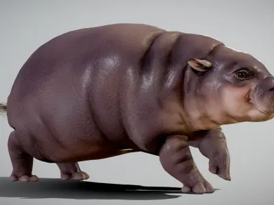Baby Pygmy Hippopotamus 3D model