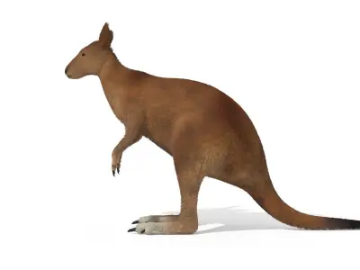 Kangaroo High Poly Australian Animal 3D model