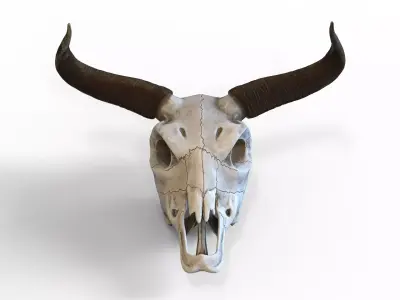 Bull skull with horns Low-poly 3D model