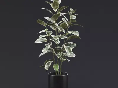 Rubber Plant I 3D model