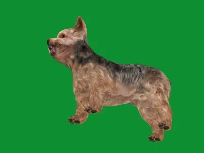 Yorkshire Terrier Dog Low-poly 3D model