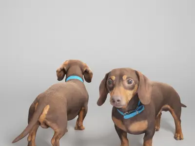 Dachshund dog 11 Low-poly 3D model