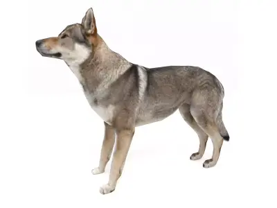 Eurasia Wolf Low-poly 3D model