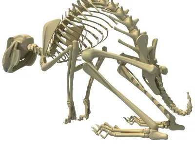 Rabbit Skeleton 3D model