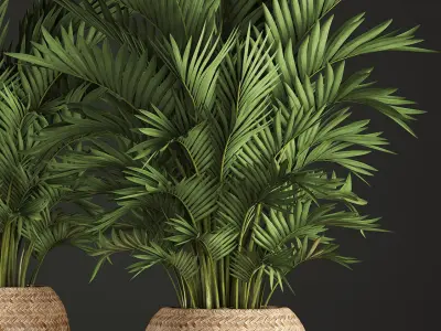 Decorative palms Howea 2 3D model