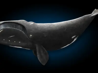 North Atlantic Right Whale 3D model