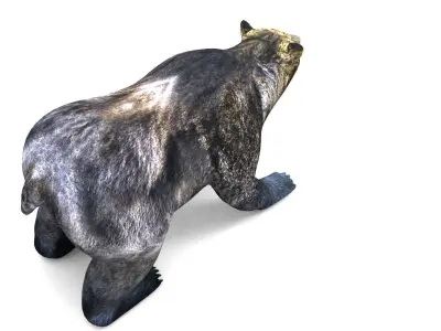 Black Bear Rigged 3D Models game Low-poly 3D model
