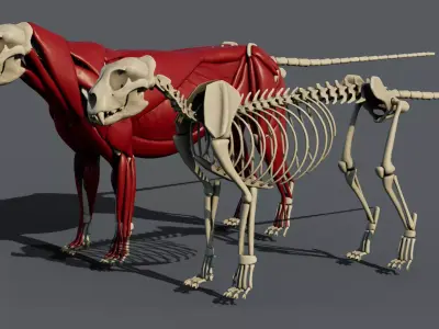 Leopard anatomy 3D model