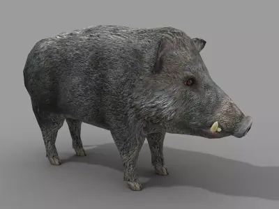Wild Boar Low-poly 3D model purchase
