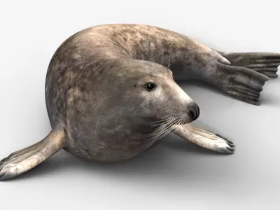 Grey Seal 3D model