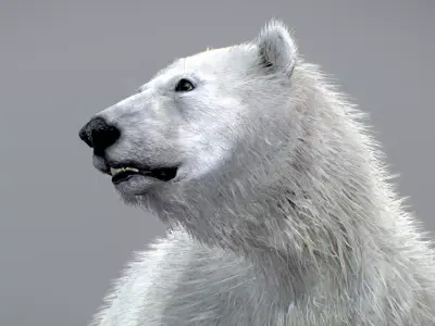Polar Bear 3D model