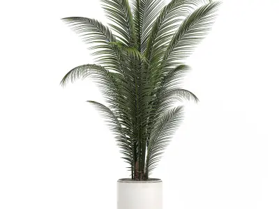 Decorative palm in a white flowerpot 524 3D model