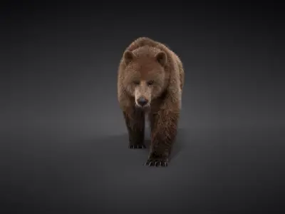 Female Brown Bear Animated 3D model