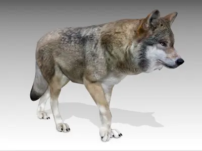 Gray wolf Low-poly 3D model