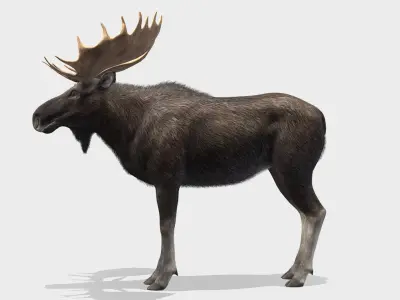 Moose - Bull Low-poly 3D model