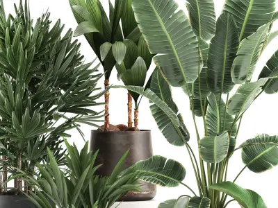 Houseplants in a rust flowerpot for the interior 981 3D model