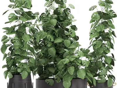 Monstera in a pot for the interior 775 3D model