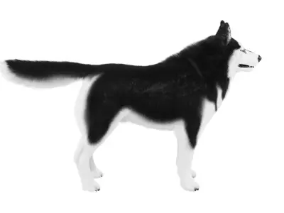Siberian Husky Rigged Dog 3D Model Low-poly 3D model
