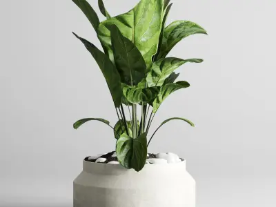 indoor plant ficus lyrata palm cactus concrete dirt vase 3D model