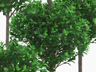 Potted Topiary Buxus 07 3D model
